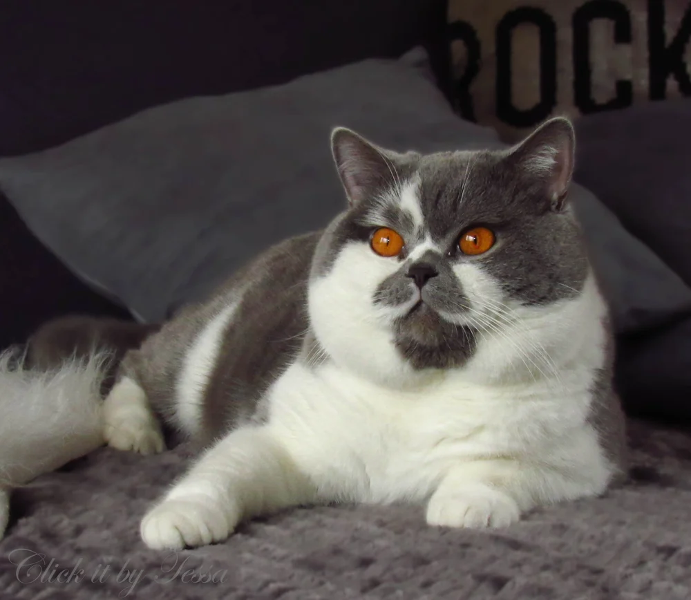 Orlando Bloom, een Britse kat van cattery Latté’s Wish