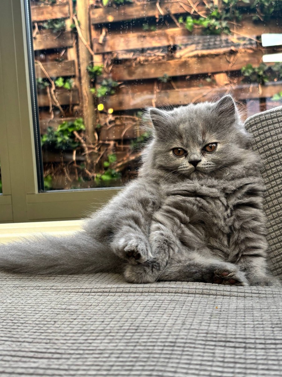 Grijze Britse Langhaar kitten van Latté’s Wish die ontspannen op de bank zit